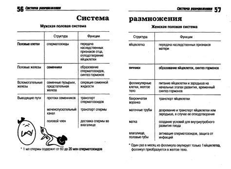 Функции системы органов размножения