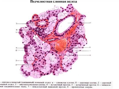 Функции слюнной железы