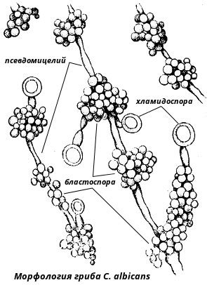 Функции спор и псевдомицелий в жизненном цикле дрожжеподобных грибов
