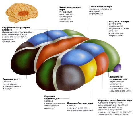 Функции таламуса