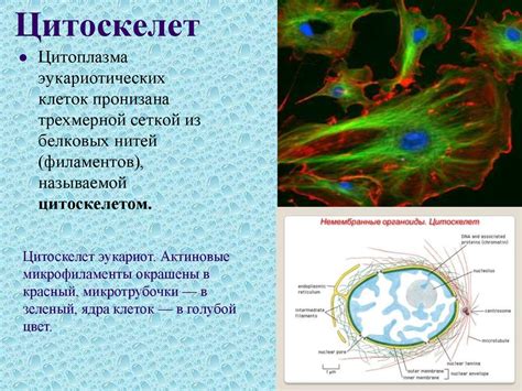 Функции цитоплазмы в клетке 5 класс