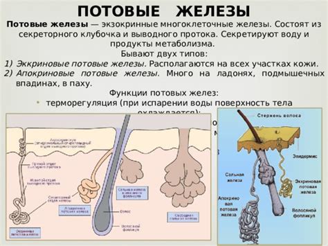 Функции эккриновых потовых желез