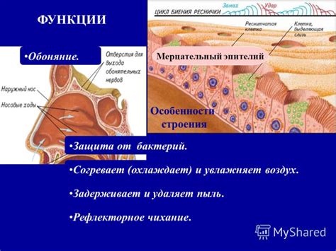 Функции эпителия мерцательного в роговице глаза