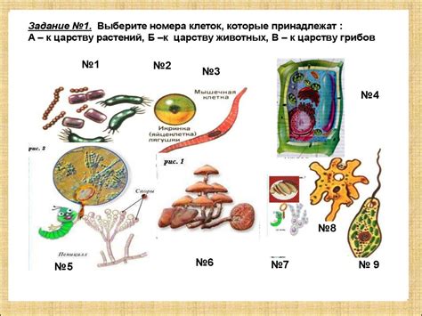 Функции эукариотических клеток грибов и растений