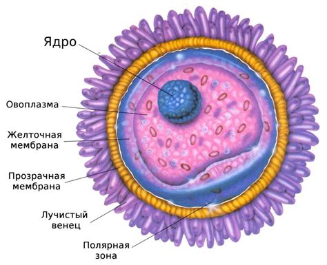 Функции яйцеклетки