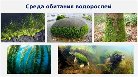 Функциональная значимость ризоидов у водорослей