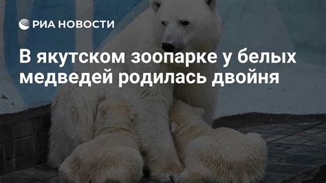 Функциональная роль цвета кожи у белых медведей