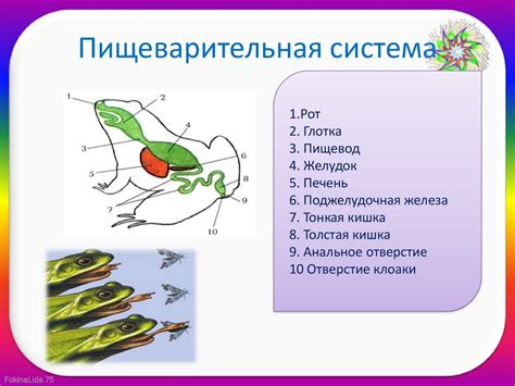 Функциональное предназначение скелета у земноводных