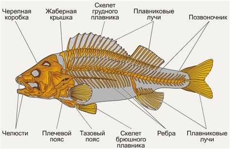 Функциональное предназначение скелета у рыб