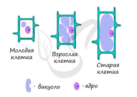 Функциональные особенности молодых и старых клеток