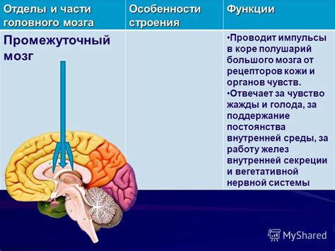 Функциональные особенности работы мозга в процессе распознавания лиц