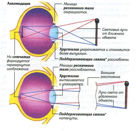 Функция аккомодации глаза и отрицательная диоптрия