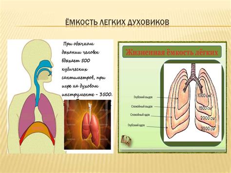 Функция клубневого аппарата