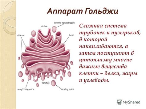 Функция мембран аппарата Гольджи