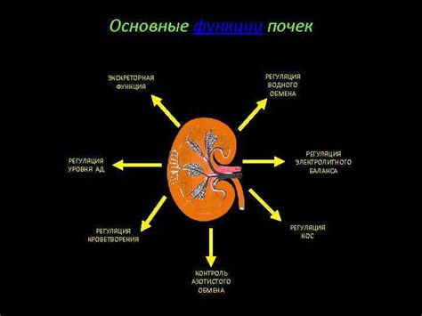 Функция нефрона: регуляция водного и электролитного баланса