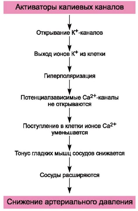 Функция плавильных калиевых каналов