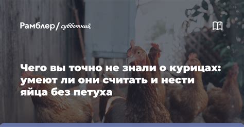 Характеристика сновидения о курицах