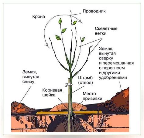 Характеристики корневой шейки у груши