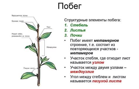 Характеристики стебля и листьев