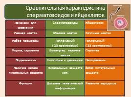 Характеристики яйцеклетки