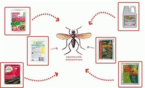 Химические препараты против морковной мухи