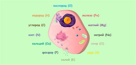 Химический состав клетки 9 класс: основные компоненты