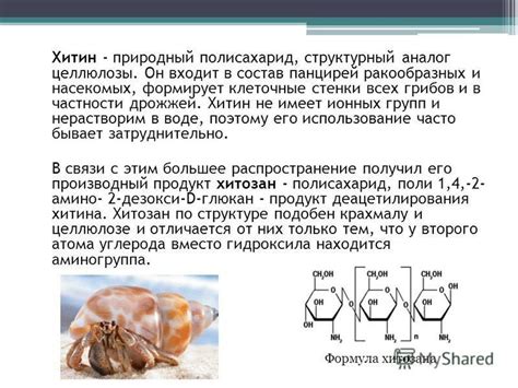 Хитин: его роль в строении насекомых и грибов, процессы его образования и распада