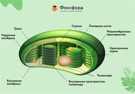 Хлоропласты