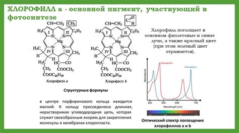 Хлорофилл А: основной пигмент фотосинтеза