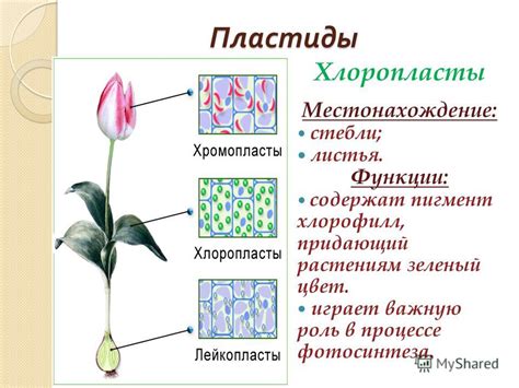 Хлорофилл Б: вторичный пигмент, играющий важную роль