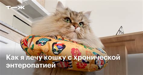 Хроническая энтеропатия у кошки