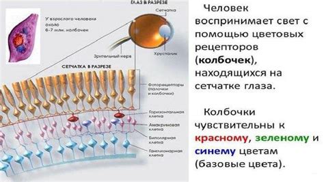 Цветовые рецепторы глаза