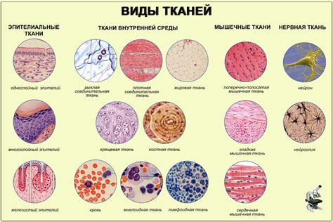 Цена и доступность: какой вид ткани более выгоден с точки зрения стоимости