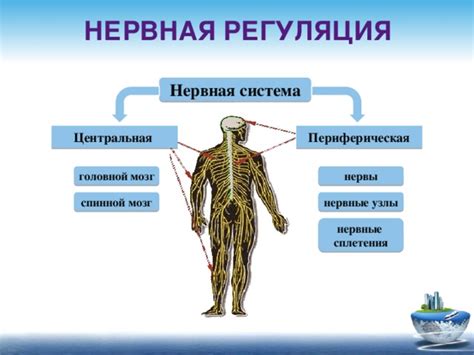 Центральная нервная система и регуляция деятельности органов