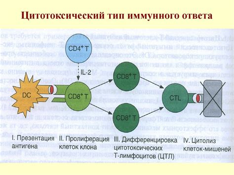 Центробласты и центроциты: определение и основные отличия