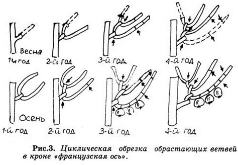 Циклическая замена культур