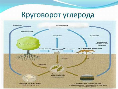 Циклы веществ и минералы