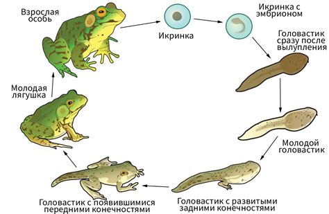 Цикл жизни и развитие земноводных