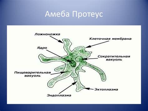 Цитоплазма амебы: главный игрок