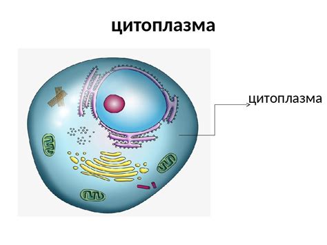 Цитоплазма в организме