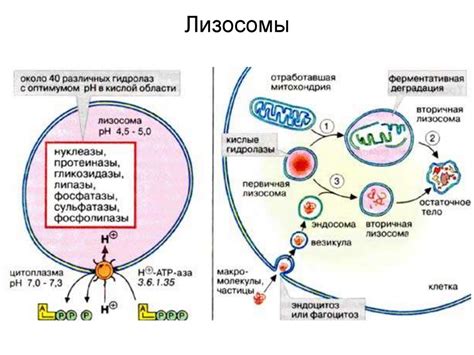 Цитоплазма и органеллы