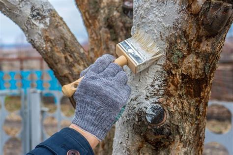 Часто задаваемые вопросы о побелке для деревьев