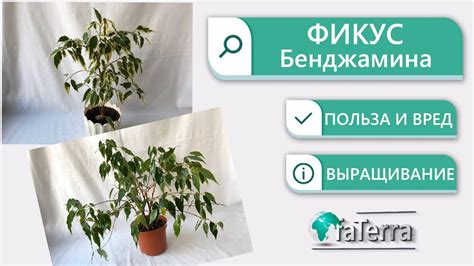 Частые ошибки при уходе за фикусом с высотной змеевикой и как их избежать