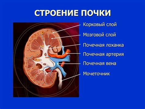 Часть нефрона: кортикальный и мозговой слой почек