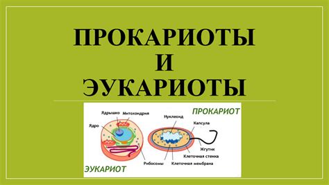 Чем отличаются хромосомы эукариотических и прокариотических клеток?