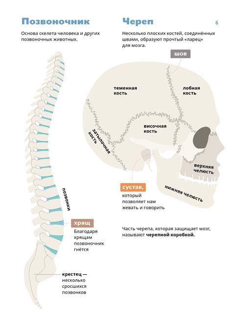 Череп и позвоночник