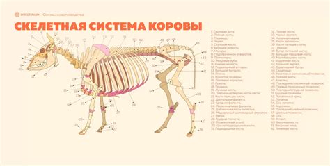 Черты скелета