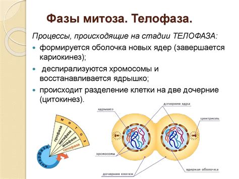 Четвертый этап митоза: телофаза