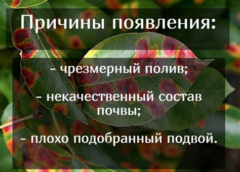 Чрезмерное поливание и переувлажнение