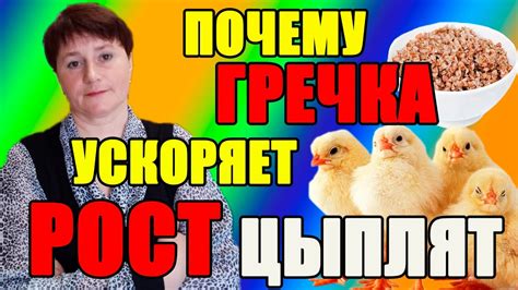 Что влияет на дыхательную систему цыплят